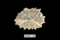 藏品(黑松螺)的圖片